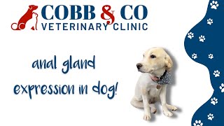 Anal Gland Expression in Dogs Why When and How