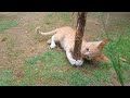 Funny cats 😂 episode 76 | 🤣😅 New Funny Cats Videos 😸😸#shorts