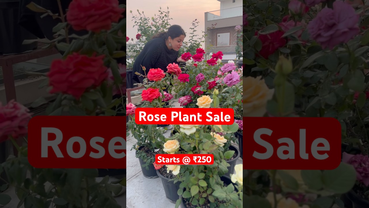 Buy rose plant online 