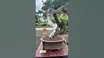 Asymmetry: An emphasis on balance through asymmetry, rather than perfect symmetry.