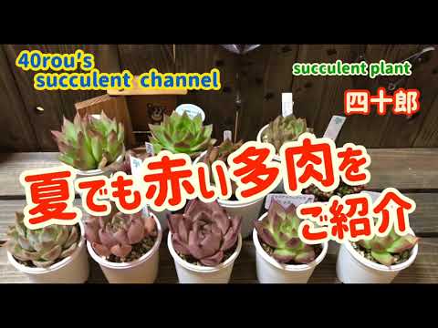 多肉植物 夏でも赤い多肉をご紹介 Youtube