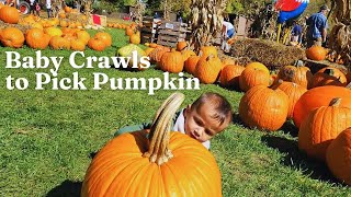 Baby Crawling to Pick his Own Pumpkin | Baby's First Pumpkin Picking Adventure