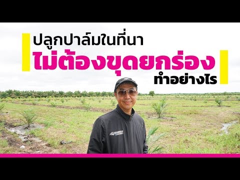 วีดีโอ: Hamerops - ต้นปาล์มที่มีใบพัดลม