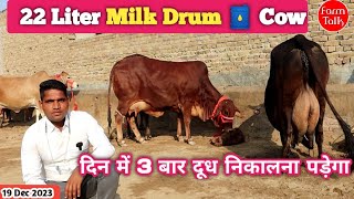 22 Liter Milk Drum ?️ Cow ? Top 6 Sahiwal Rathi Cow Videos ✅ 13 से 22 लीटर दूध की गाय मिलेगी Desi