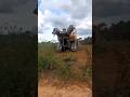 CAT D8 Bulldozer Forming a Eucalyptus Forest 🚜🌳