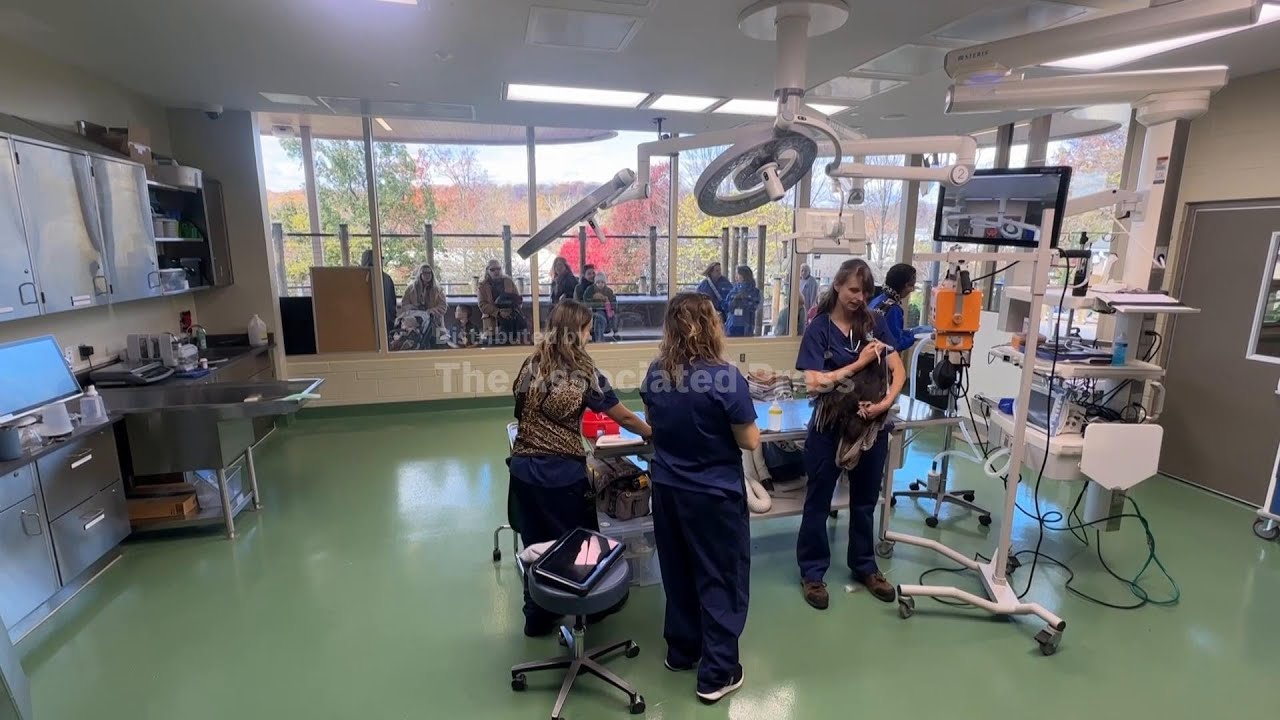 A New Jersey zoo lets visitors watch veterinarians treat the animals