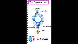 Coanda effect #Shorts #experiments #physics