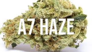 A7 Haze strain review - super RARE find & amazing strain