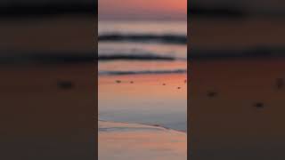 Ocean Therapy A Minute of Serenit | 60 sec. #ambience #relax #peacefulwaves #beach #sunsetambience
