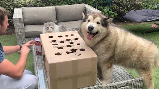 Hot Dog  Whack A Mole With My Crazy Dogs And Cat Phil Goes On A Rampage! (Ultimate Try Not To Laugh)