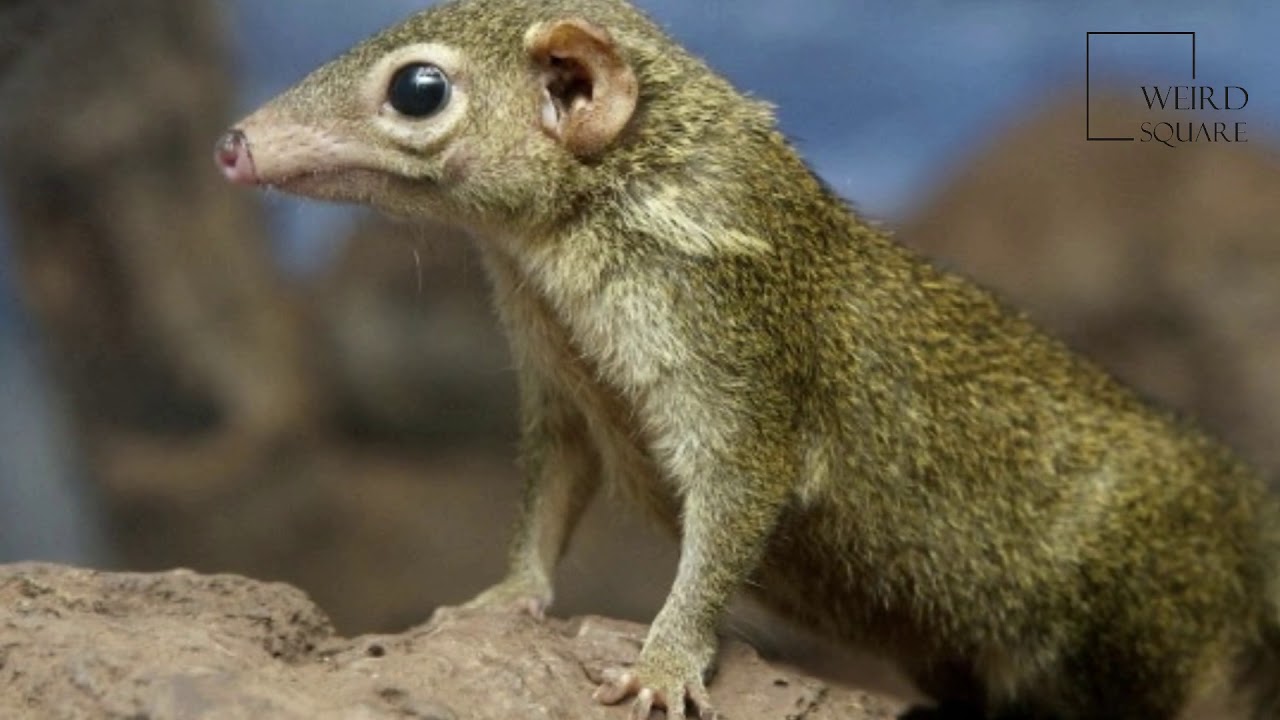 Interesting facts about madras tree shrew by weird square YouTube