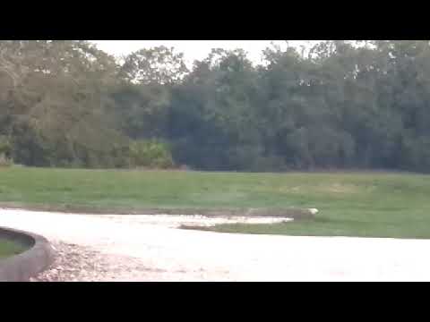 Biggest coyote I ever seen