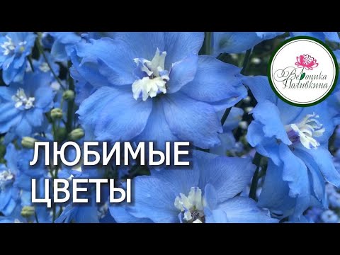 ВСПОМНИМ ЛЕТО. ЛЮБИМЫЕ ЦВЕТЫ