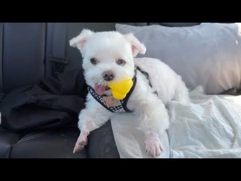 My dog ​​has completely grown tired of me - YouTube