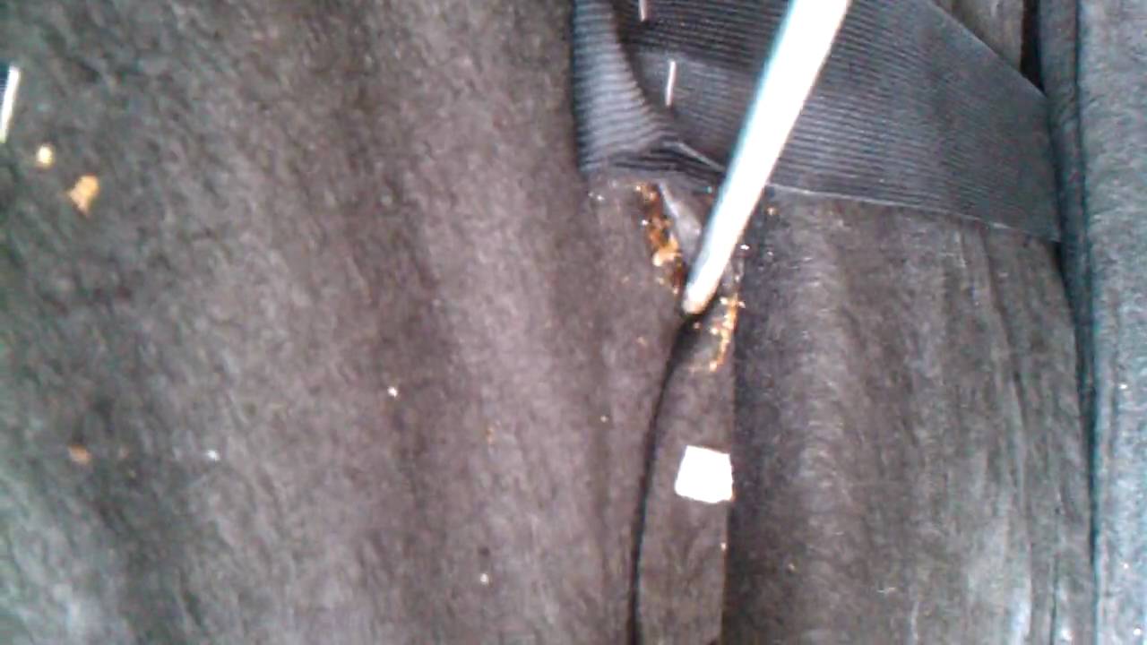 Bed Bugs Attack Mans Chair – Otosection