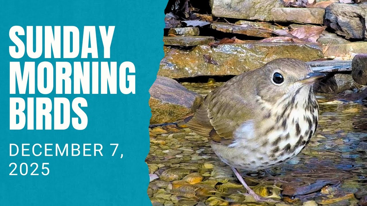 Winter Bird Pond Visitors