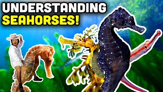 Talking Fish Seahorses, Pipefish, And Sea Dragons The Syngnathidae Family