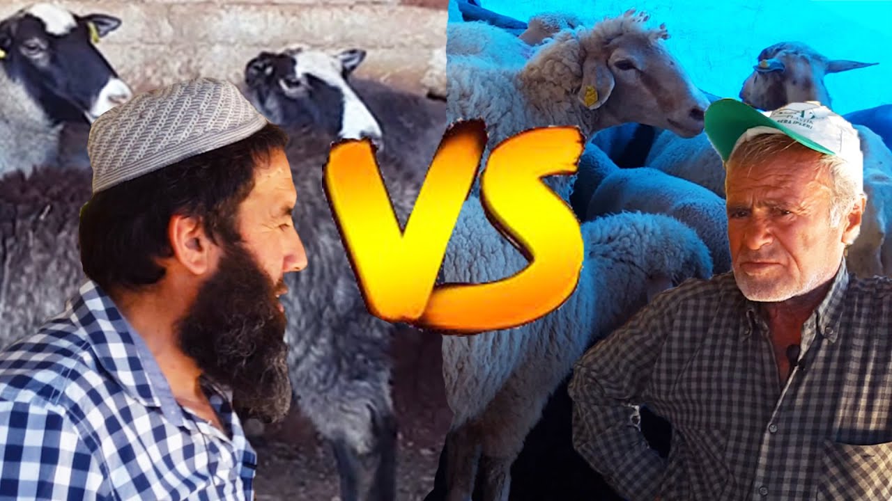 Romanov Koyunu ile Merinos Koyunu Arasındaki Farklar