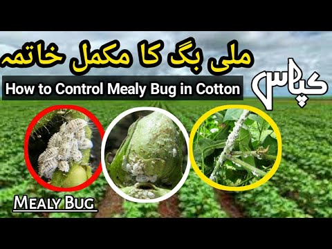 Video: Bağlı Bitkilərdə Mealybug (16 şəkil): Evdə Necə Mübarizə Aparmaq Olar? Çiyələkdən Qurtulacaq Bir Müalicə Və Bir Vasitə Seçmək