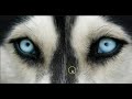 How Do Dogs See The World - Discussing Dog Vision - Are Dogs Color Blind