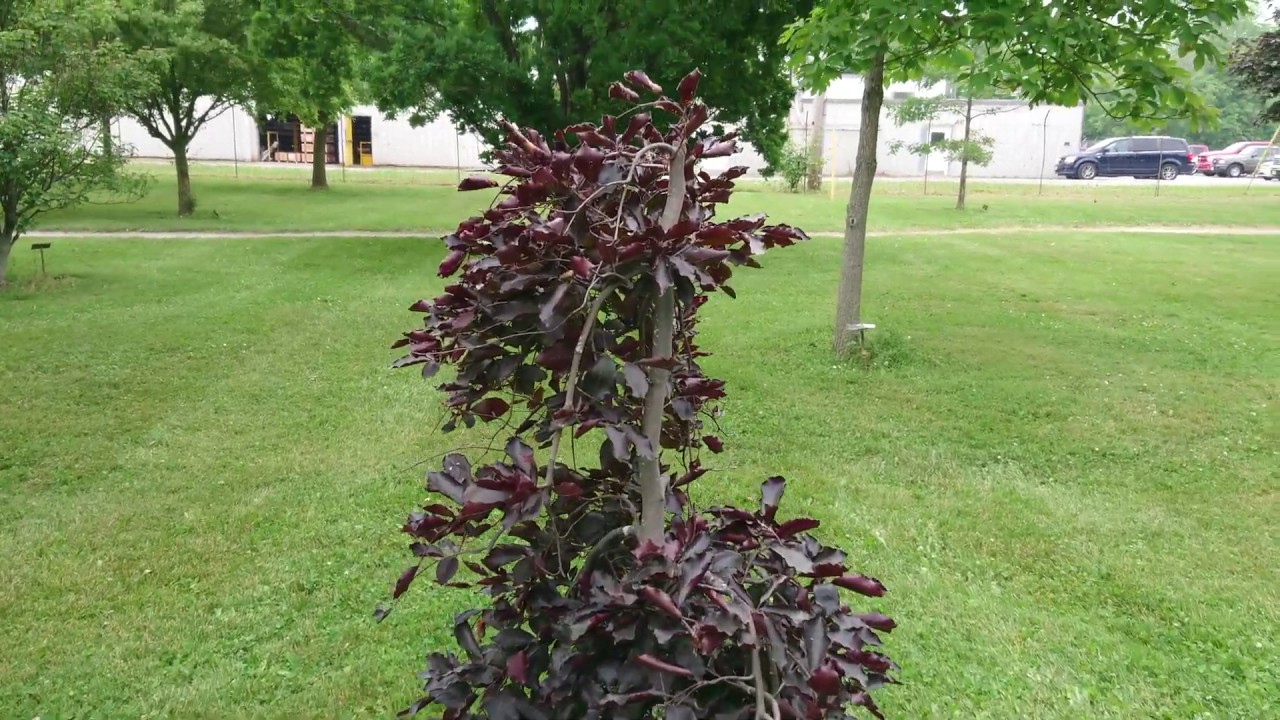 Weeping Purple Beech