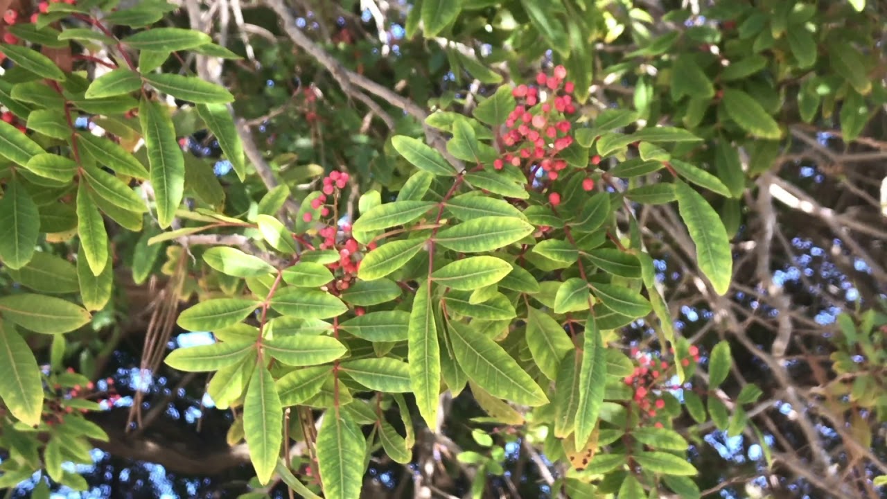Brazilian Pepper (Schinus terebinthifolius) - YouTube