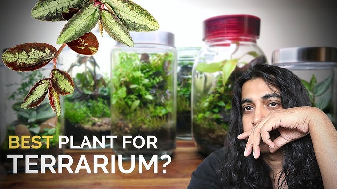 15 Best Plants for Closed Terrariums 