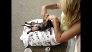 Moe Puppy Gets A Belly Tickle