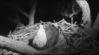 Big Bear Eagle Cam ~ Do Eagles Dream? Watch Jackie's Sudden Movements While Sleeping! 4.12.19 screenshot 3