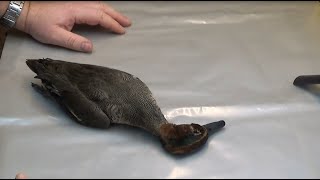 Harvesting Feathers for Fly Tying from a Teal