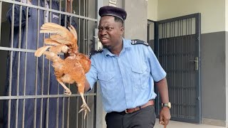 LE COQ 🐓 AU COMMISSARIAT 🙀😿