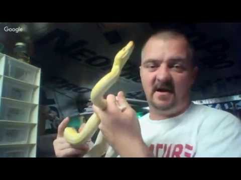 hangouts on air alternative live now #10 live feeding and snake bite