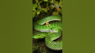 Top 10 Loài rắn độc và nguy hiểm ở VN#snacks  #snake #top #thegioidongvat #short #shortvideo #shots