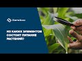 Из каких элементов состоит питание растений?