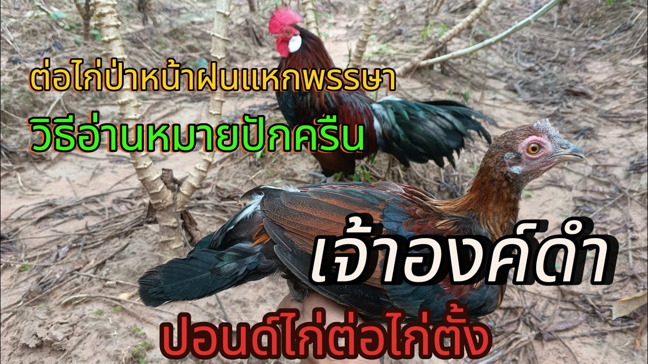 ต่อไก่ป่าแหกพรรษา (เจ้าองค์ดำ)