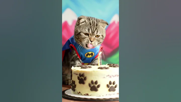 Video 11391961: british shorthair cat animals, british shorthair cute cat, british shorthair red, catlover british, royal kitty