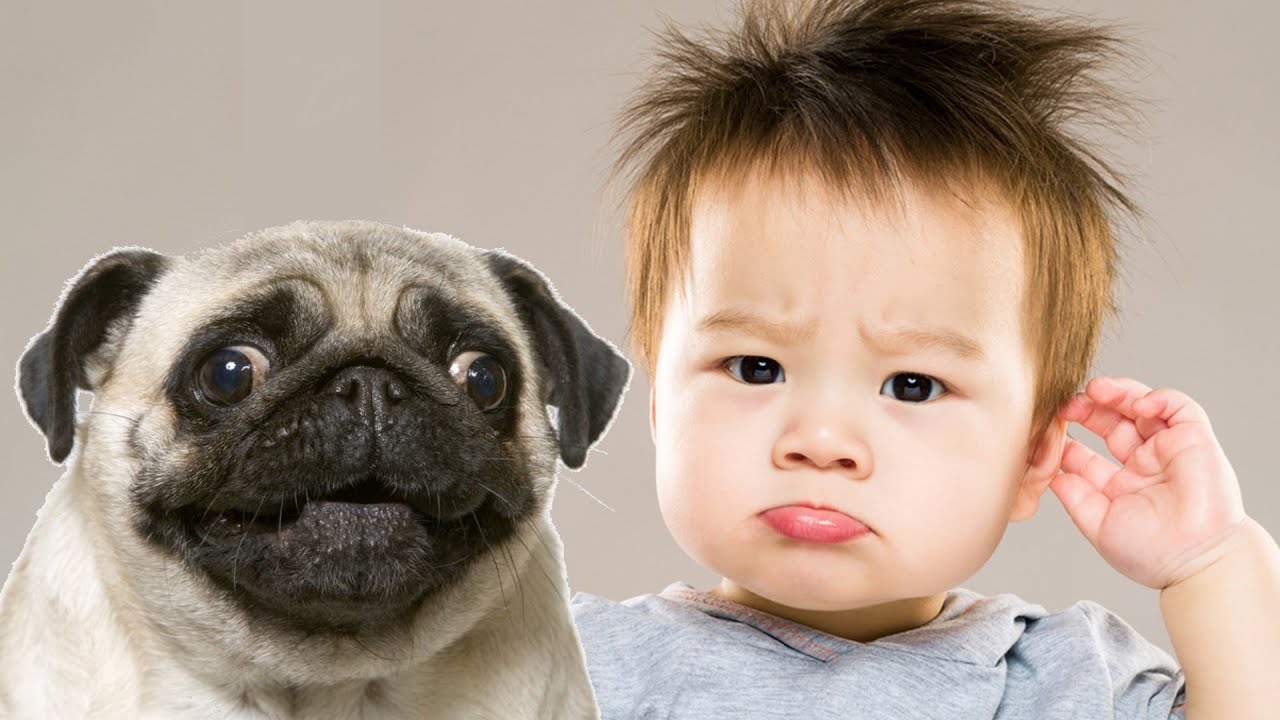 Funny animals and babies Compilation 2020 YouTube