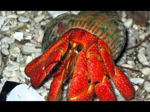 How Long Do Hermit Crabs Live | The Things That Hermit Crab Owners Need