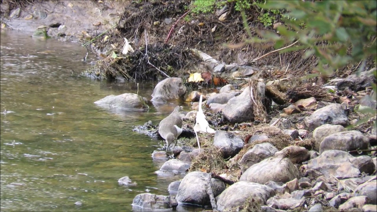 Common Sandpiper (Actitis hypoleucos)