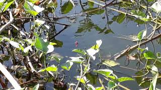 Video <span aria-label=