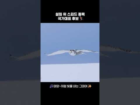 설원 위 스피드 종목국가대표 후보⛷️
