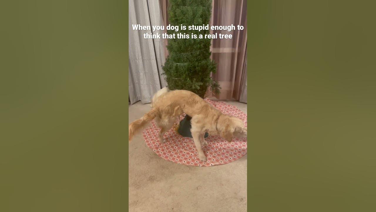 My dog peed on our Christmas tree frindship funny fup christmas 