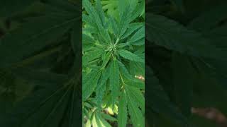 21 and older plants plants omg is that marijuana yes yes it is