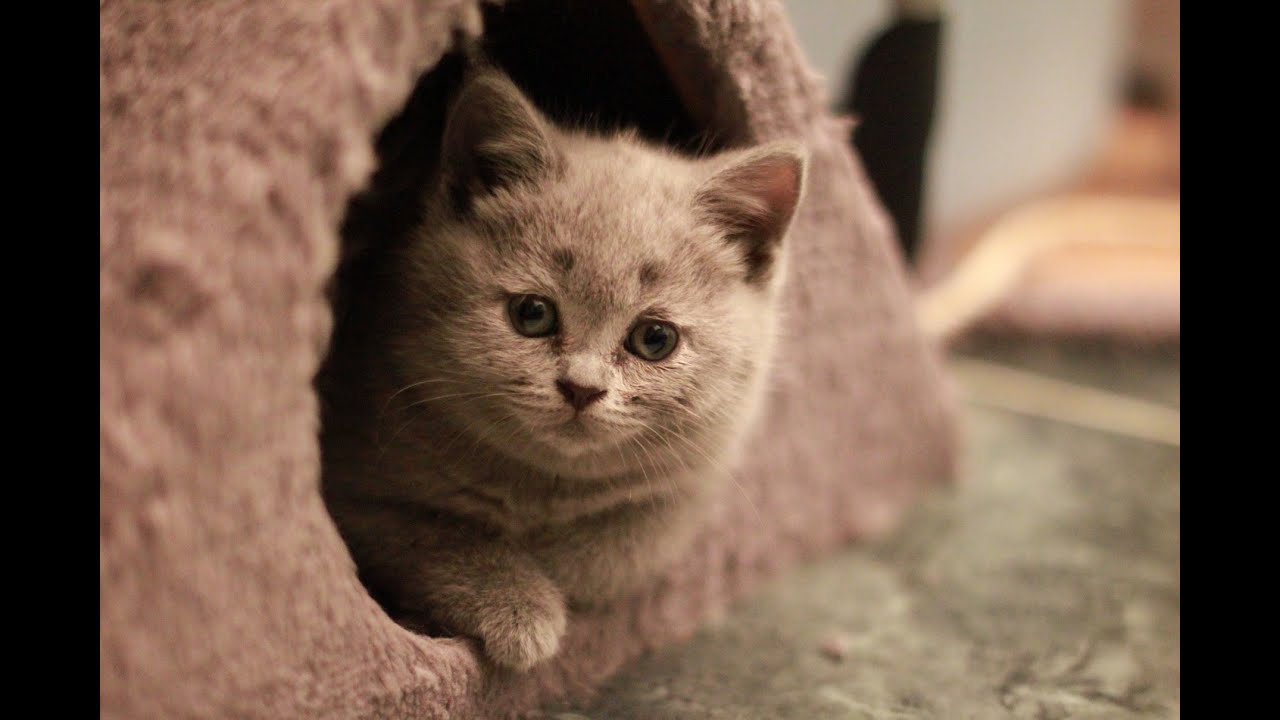 Британская Короткошерстная, Породы кошек описание, уход