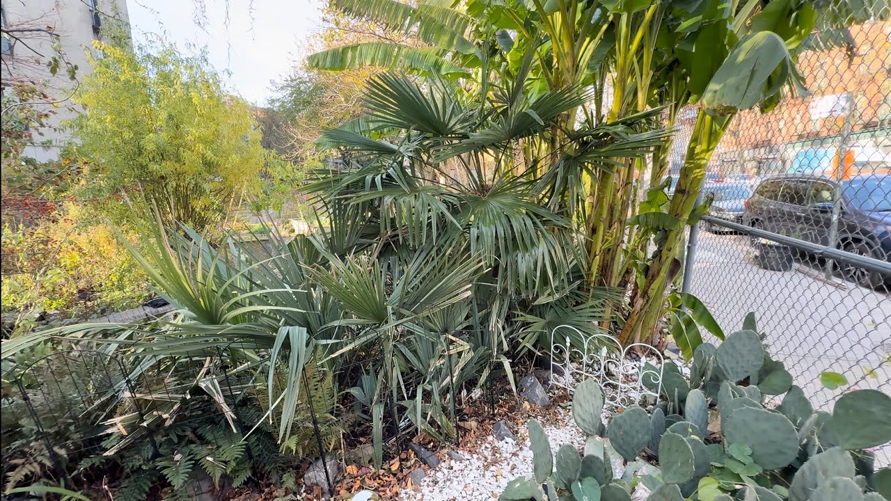 Brooklyn New York Bananas & Hardy Palm Trees 2025