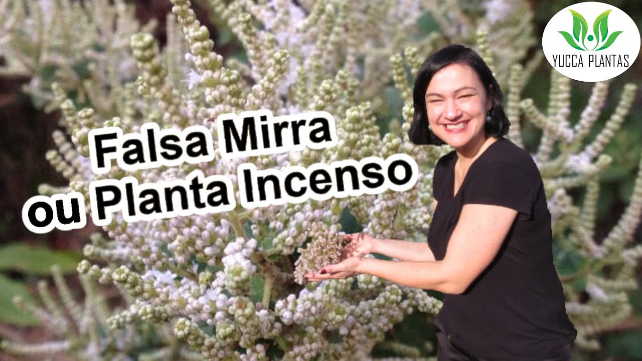 Falsa mirra ou Planta Incenso