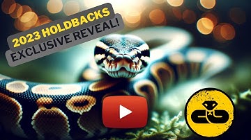 Exclusive Reveal: Unveiling Unseen Ball Python Holdbacks from 2023!