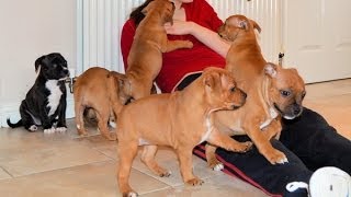 Millie & Dexters Pups - 7 Weeks Old Part 1 - Karate Fun Staffordshire Bull Terriers