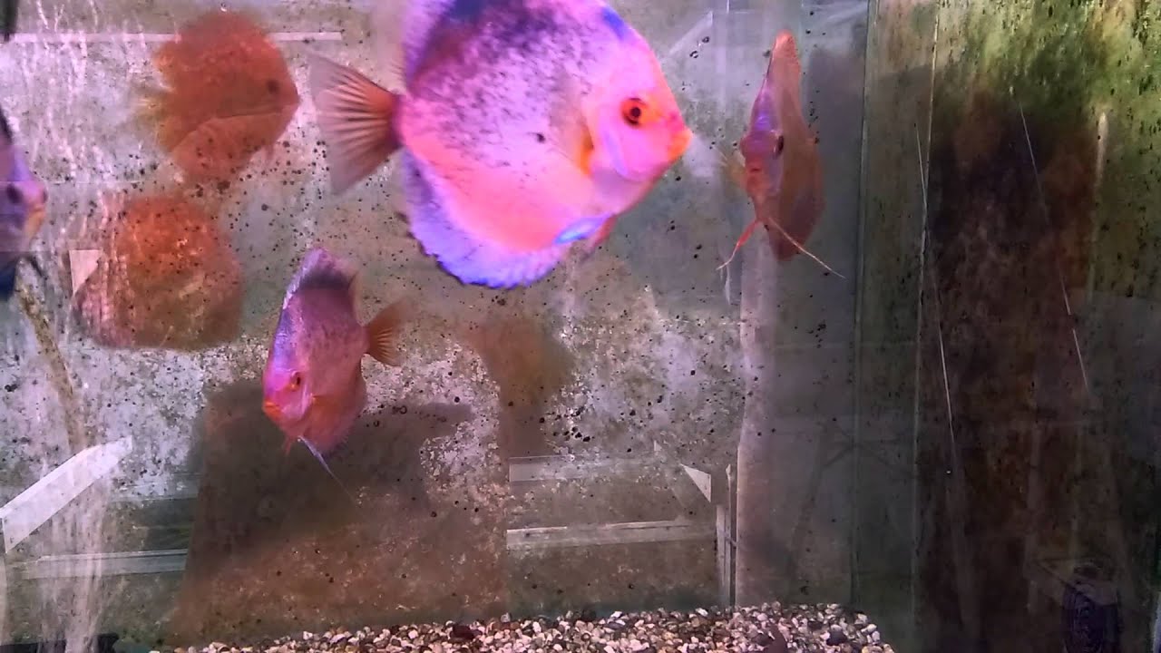 Fish & Pet Discus Availability 23092015 YouTube