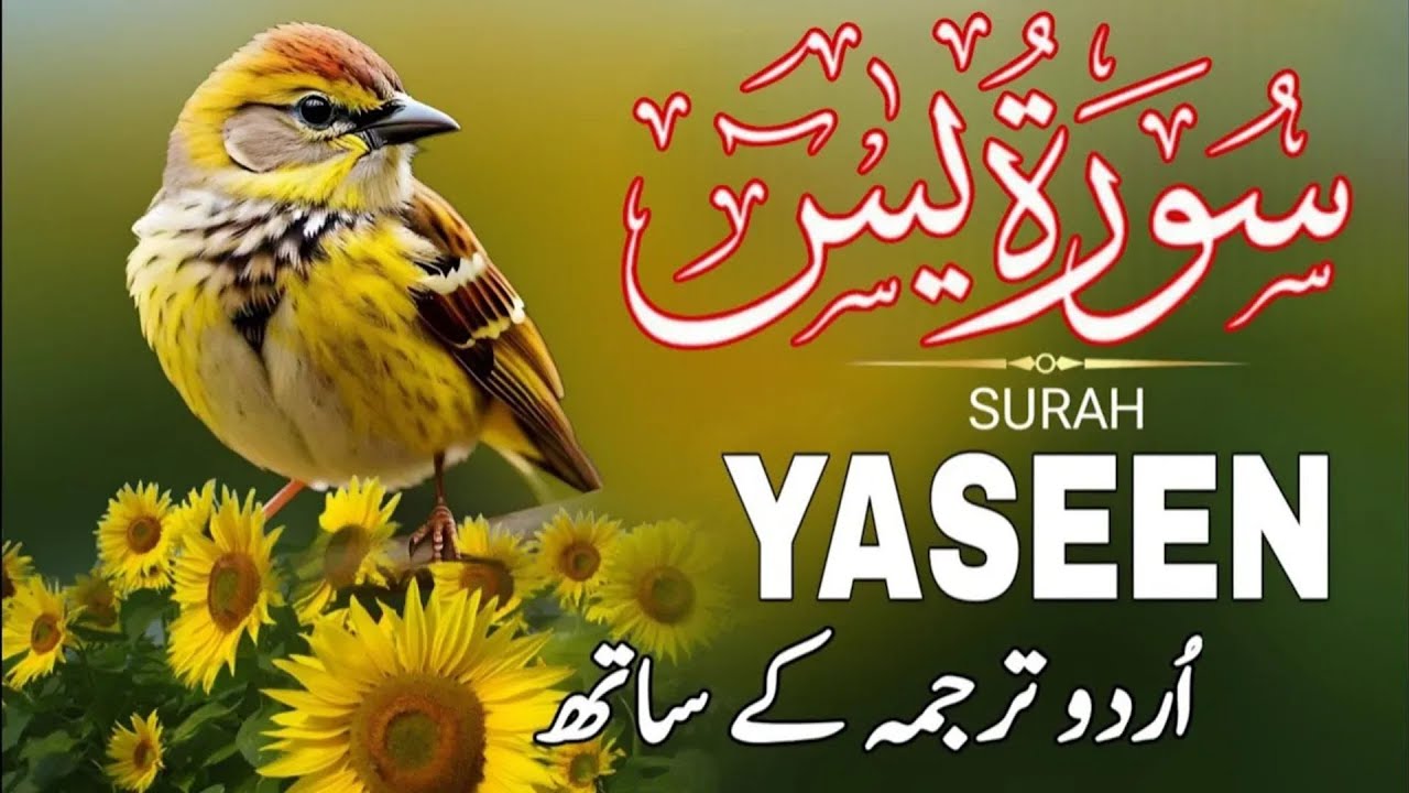 Surah  Yaseen | Surah Yaseen With Urdu Translation | Episode - 445